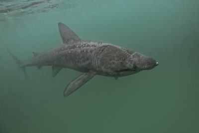 tiburón peregrino