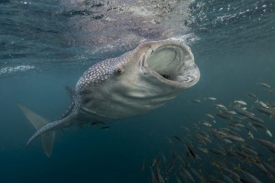 requin-baleine Rhincodontidae
