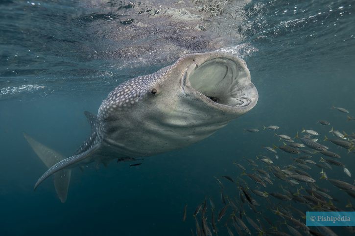 Rhincodon typus