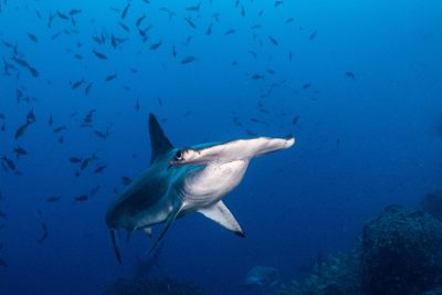 tiburón martillo común