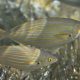 picture of Sarpa salpa