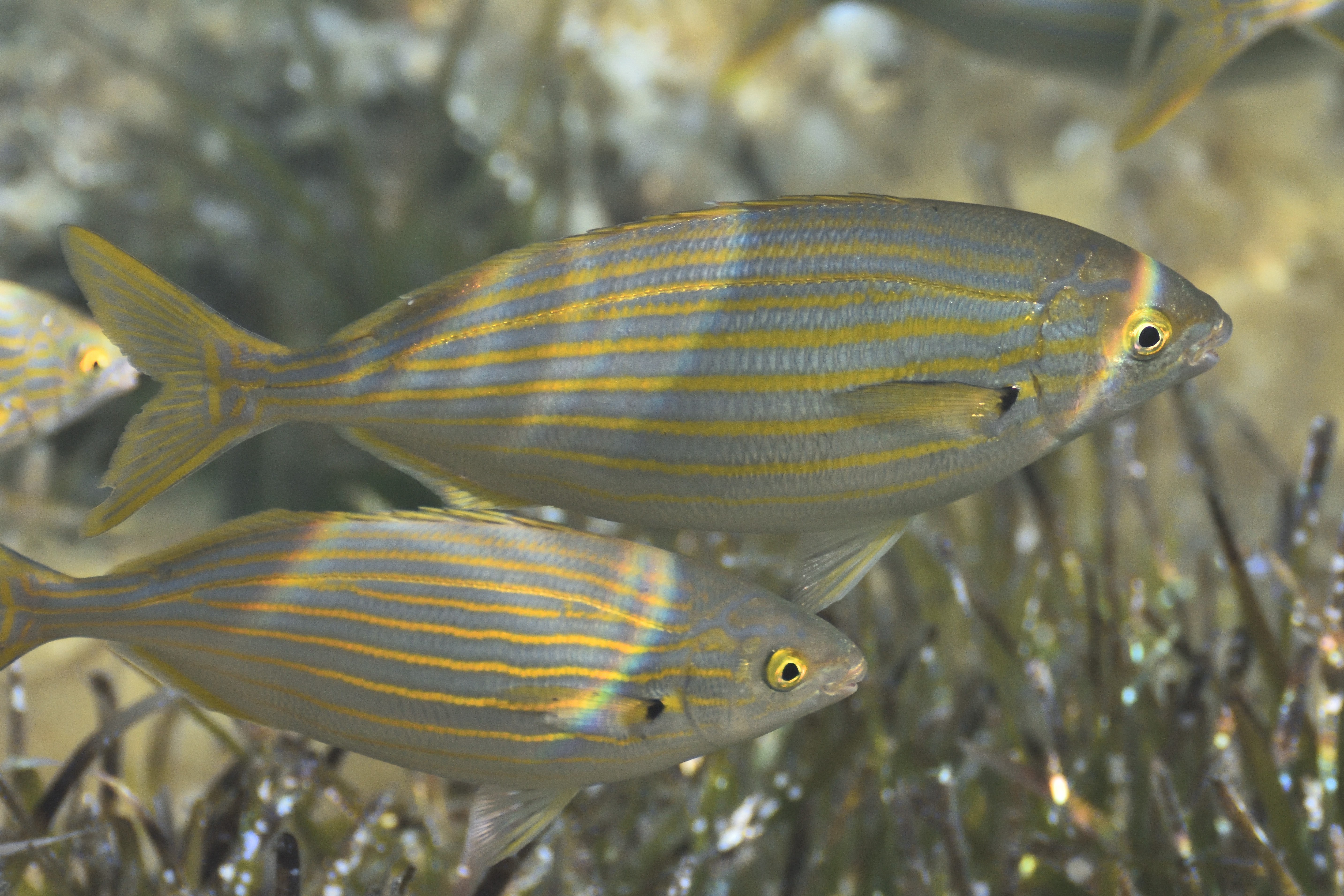 Sarpa salpa