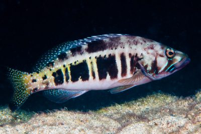 serrano imperial Serranidae