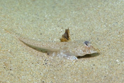 Callionymus pusillus