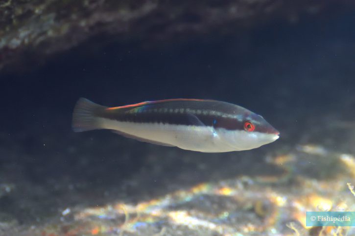 Coris julis - doncella común