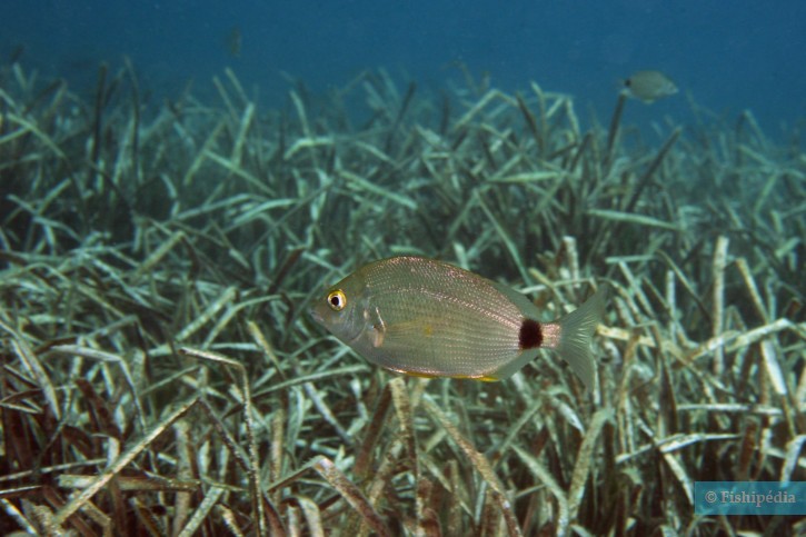 Diplodus annularis