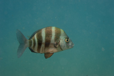 sargo breado