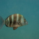 picture of Diplodus cervinus