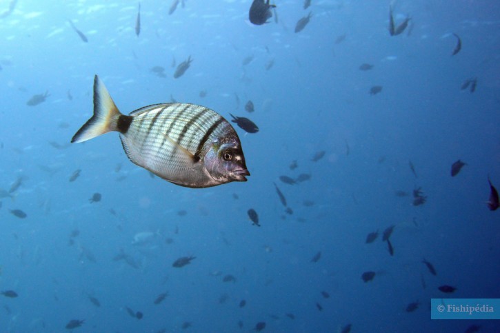 Diplodus puntazzo