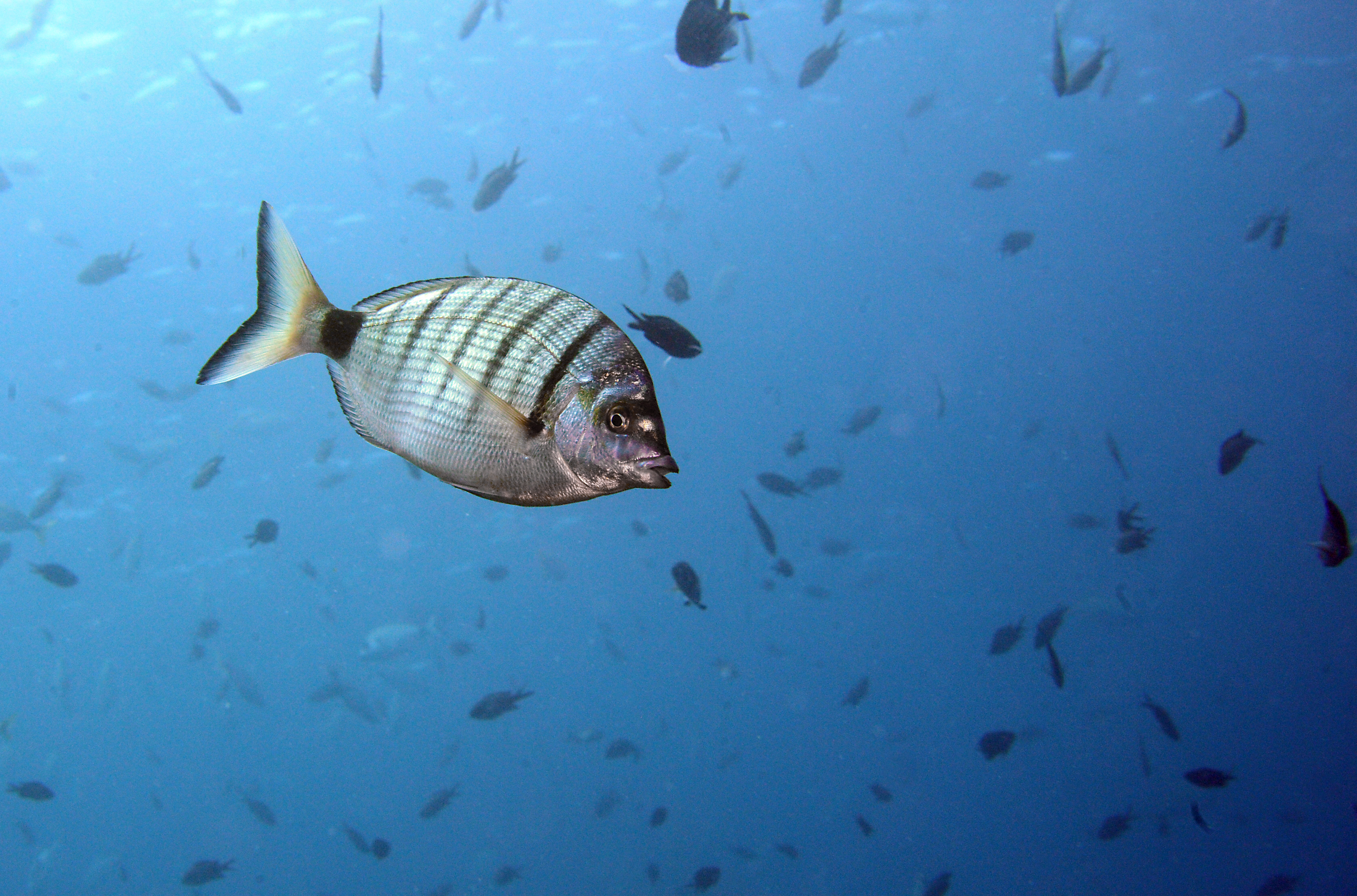 Diplodus puntazzo