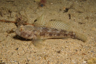Gobius niger Gobiidae