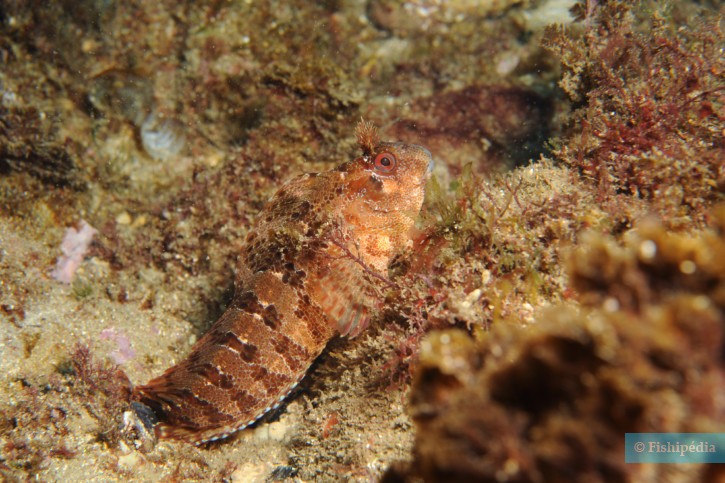 Parablennius gattorugine