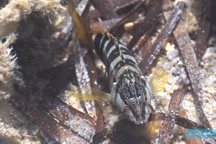 Serranus scriba - serrano