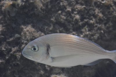 orata Sparidae