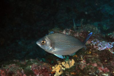 tanuta Sparidae