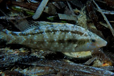 Symphodus cinereus