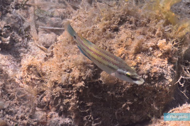 Symphodus tinca - tordo