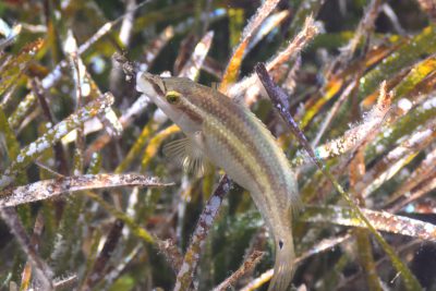 crénilabre paon Labridae