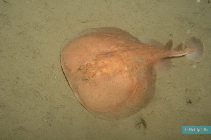 Torpedo marmorata