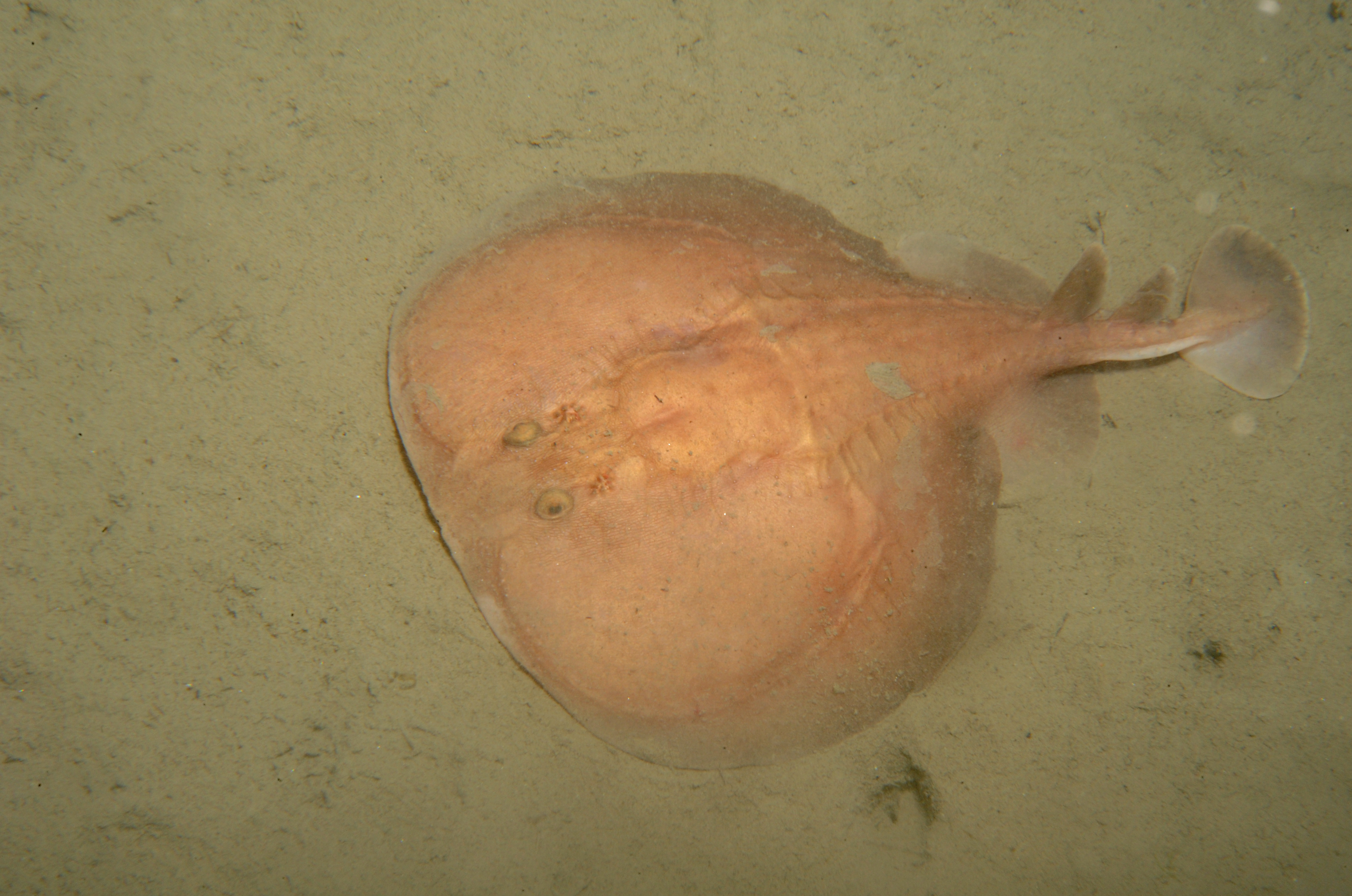 Torpedo marmorata