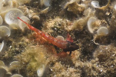 moma nariguda Tripterygiidae