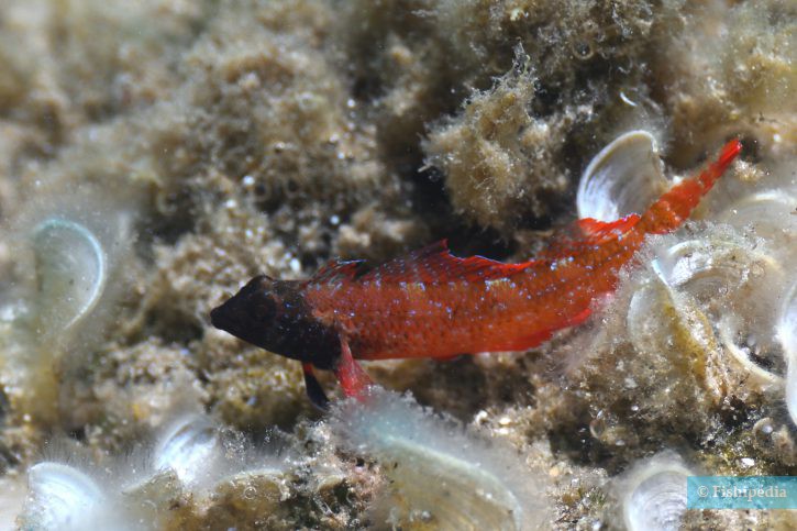 Tripterygion tripteronotum