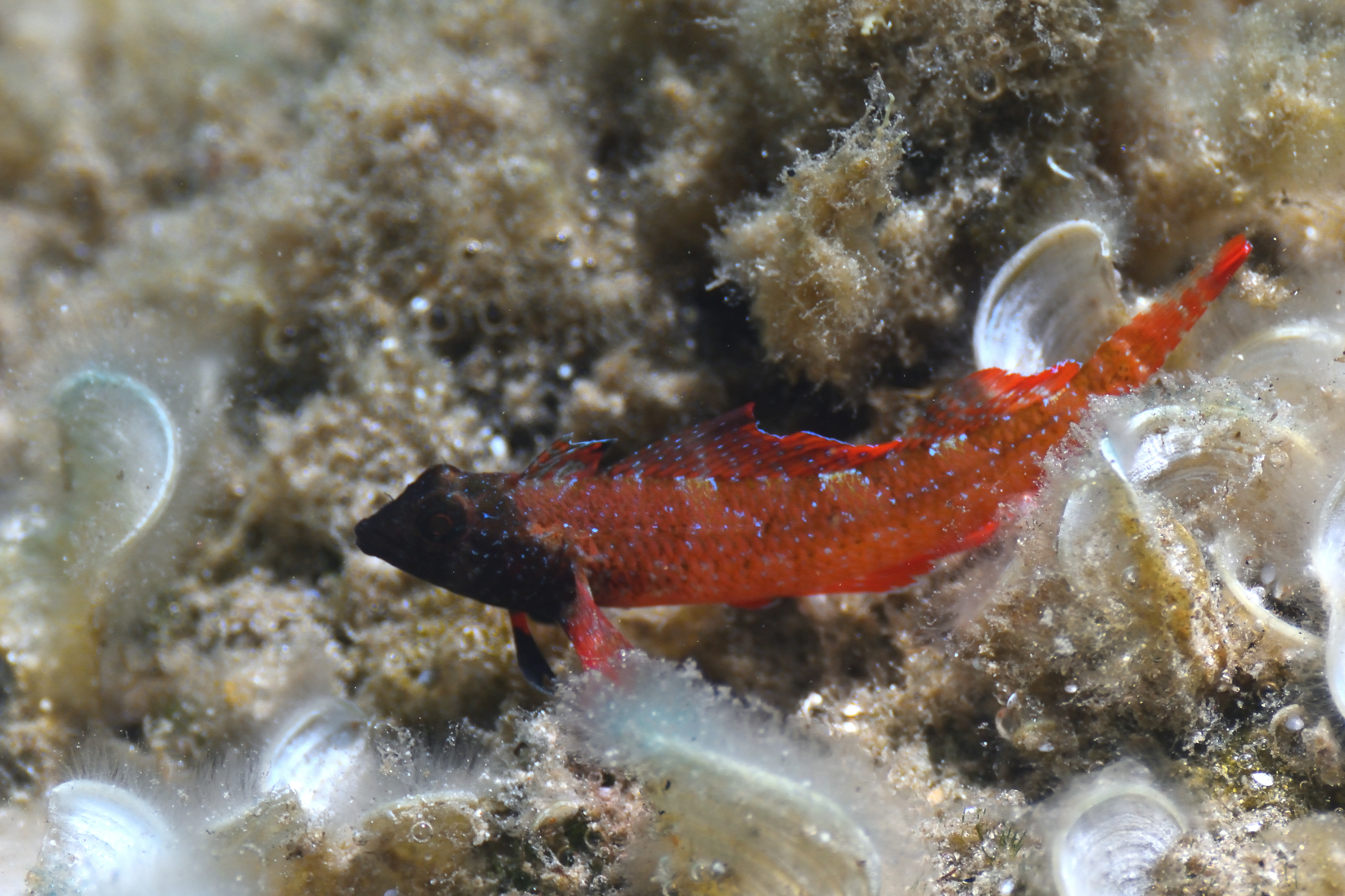 Tripterygion tripteronotum