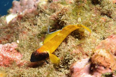 cabecinegro
