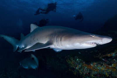 tiburón toro