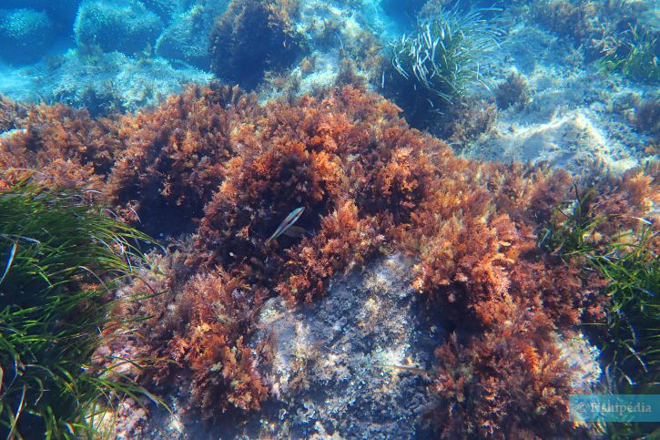 Snorkeling : Les poissons à découvrir en Méditerranée Snorkeling : Les poissons à découvrir en Méditerranée