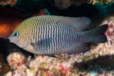 Stegastes diencaeus