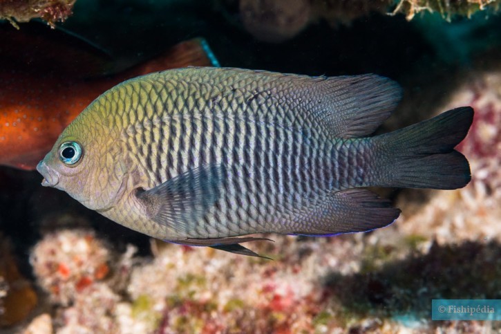 Stegastes diencaeus