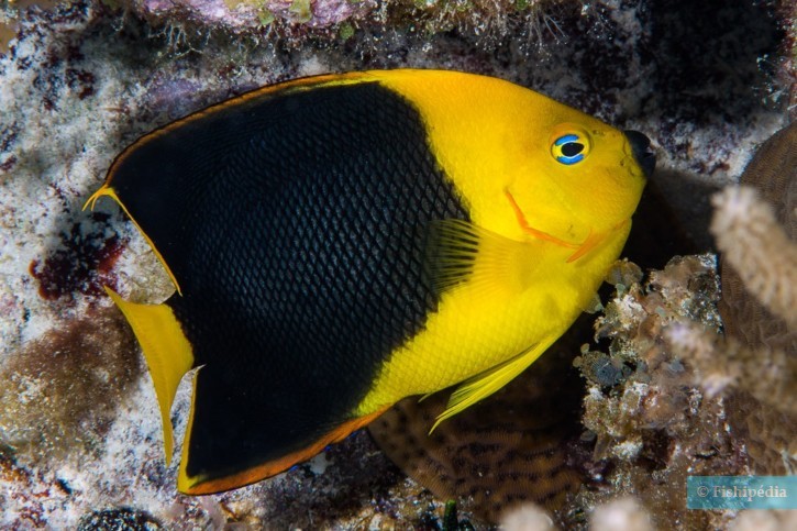 Holacanthus tricolor