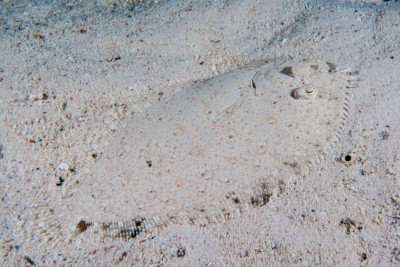 Bothus pantherinus