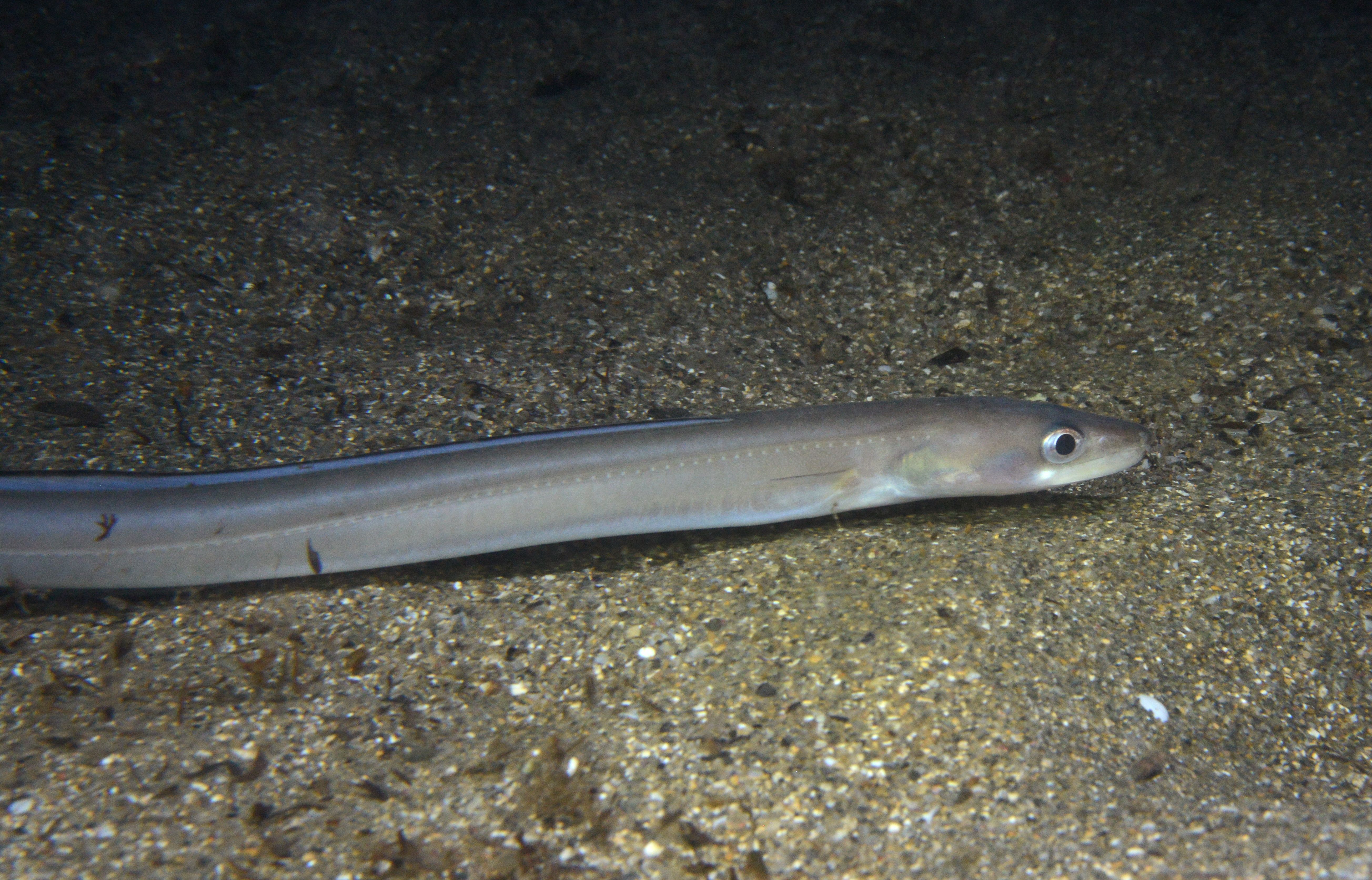 Conger conger