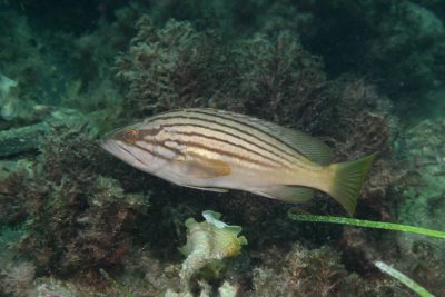 cernia dorata Serranidae