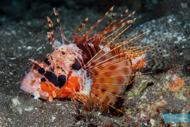 Pterois paucispinula