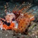 picture of Pterois paucispinula