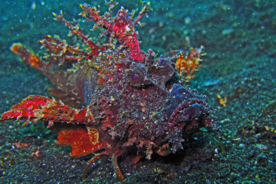 Inimicus didactylus