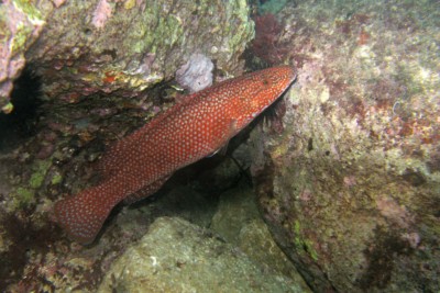 labre vert Labridae