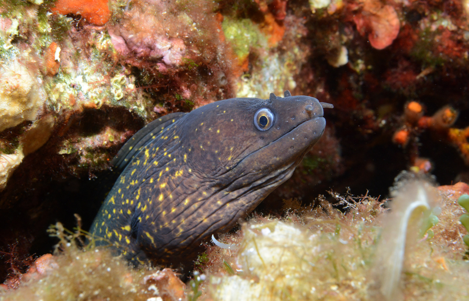 Ophisurus