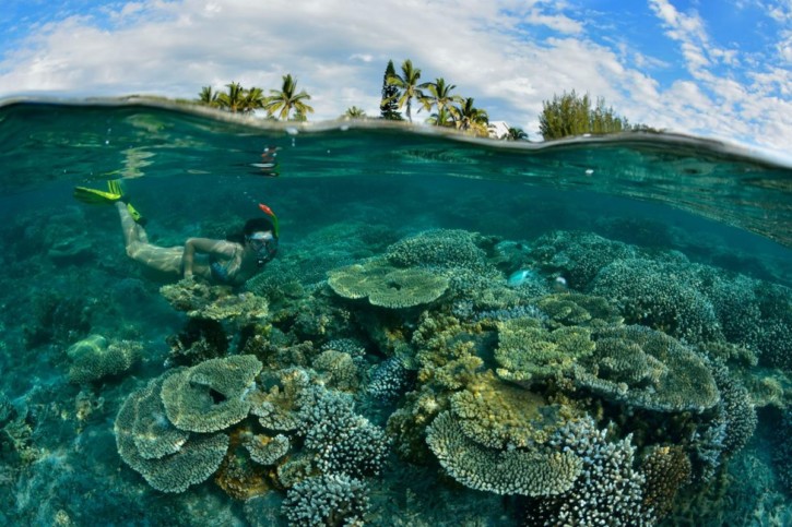 Snorkeling : Les poissons à observer à la Réunion Snorkeling : Les poissons à observer à la Réunion