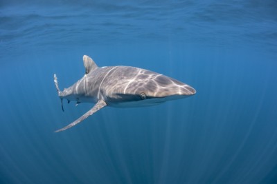 tiburón sedoso