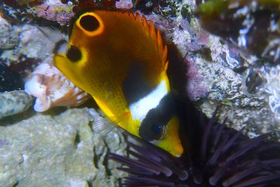 poisson-papillon raton laveur Chaetodontidae