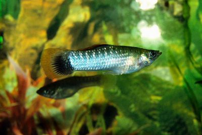 Poecilia sphenops