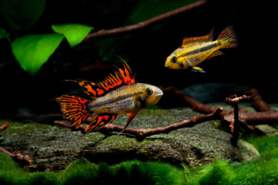 Apistogramma cacatuoides Cichlidae