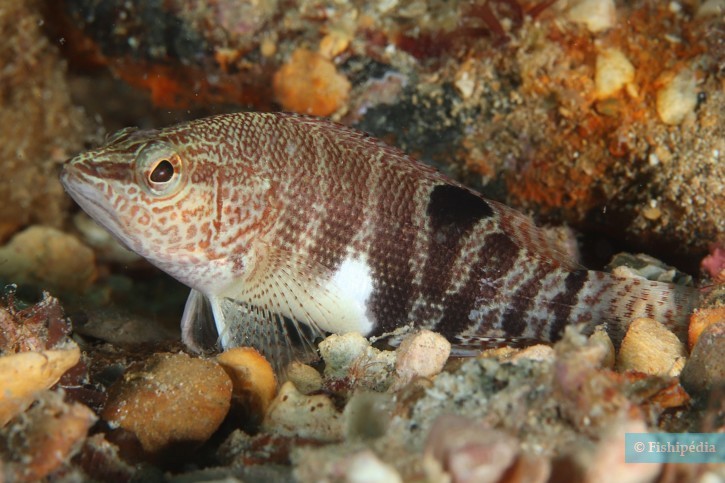 Serranus subligarius