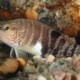 picture of Serranus subligarius