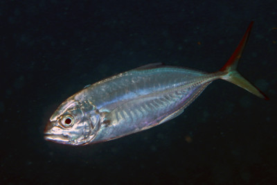 Carangue coubali Carangidae