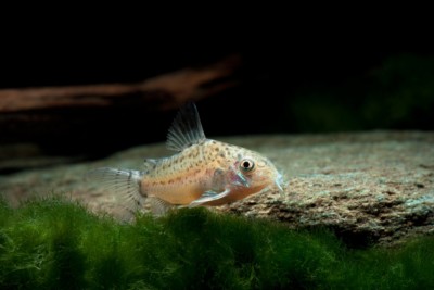 Corydoras cruziensis